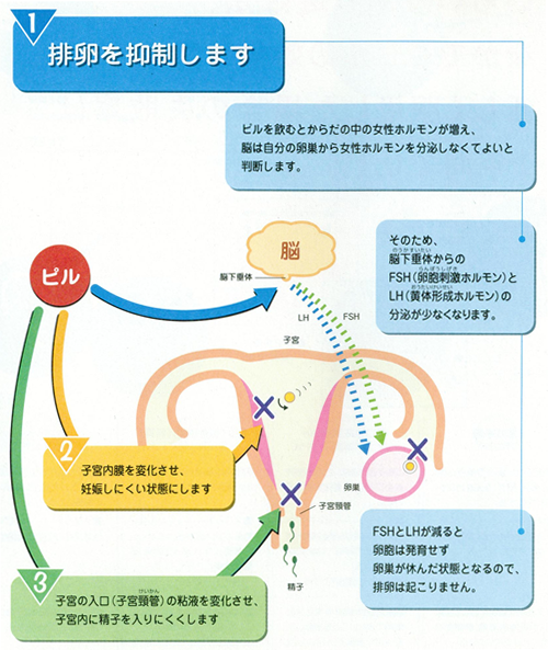 ピルの作用